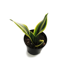 Load image into Gallery viewer, Sansevieria, 4in, Golden Flame