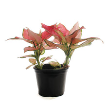 Load image into Gallery viewer, Aglaonema, 6in, Lucky Red