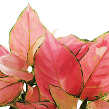Load image into Gallery viewer, Aglaonema, 6in, Lucky Red