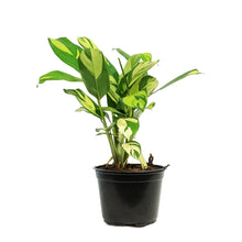 Load image into Gallery viewer, Ctenanthe, 6in, Pilosa