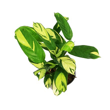 Load image into Gallery viewer, Ctenanthe, 6in, Pilosa