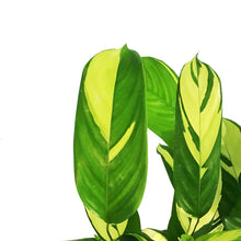Load image into Gallery viewer, Ctenanthe, 6in, Pilosa