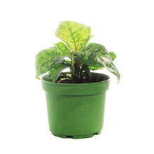 Load image into Gallery viewer, Homalomena, 6in, Camouflage