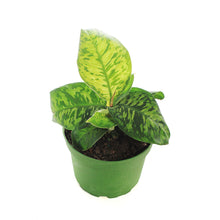 Load image into Gallery viewer, Homalomena, 6in, Camouflage