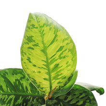 Load image into Gallery viewer, Homalomena, 6in, Camouflage