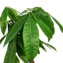 Load image into Gallery viewer, Pachira, 6in, Money Tree