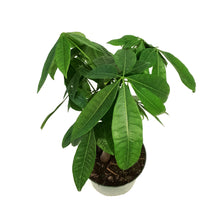 Load image into Gallery viewer, Pachira, 6in, Money Tree