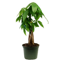 Load image into Gallery viewer, Pachira, 6in, Money Tree