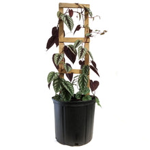 Load image into Gallery viewer, Begonia, 10in, Rex Vine Cissus Discolor on Pole