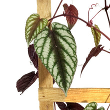 Load image into Gallery viewer, Begonia, 10in, Rex Vine Cissus Discolor on Pole