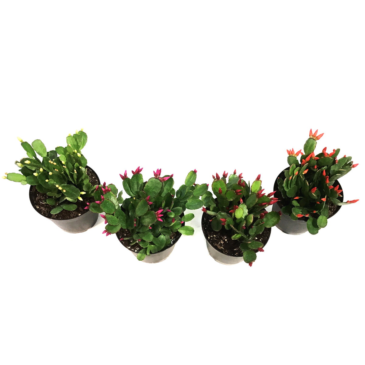 Easter Cactus, 6in, Hatoria Gaertneri