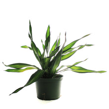 Load image into Gallery viewer, Dracaena, 6in, Rikki