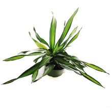Load image into Gallery viewer, Dracaena, 6in, Rikki
