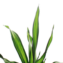 Load image into Gallery viewer, Dracaena, 6in, Rikki
