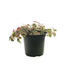 Load image into Gallery viewer, Crassula, 4in, Pellucida Variegated Calico Kitten