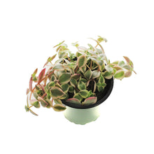Load image into Gallery viewer, Crassula, 4in, Pellucida Variegated Calico Kitten