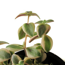 Load image into Gallery viewer, Crassula, 4in, Pellucida Variegated Calico Kitten