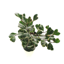 Load image into Gallery viewer, Ficus, 4in, Triangularis Variegata