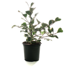 Load image into Gallery viewer, Ficus, 4in, Triangularis Variegata