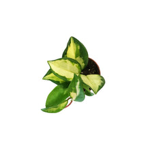 Load image into Gallery viewer, Hoya, 2in, Carnosa Krimson Princess