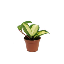 Load image into Gallery viewer, Hoya, 2in, Carnosa Krimson Princess