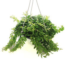 Load image into Gallery viewer, Lipstick Plant, 8in HB, Japhrolepsis
