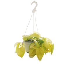 Load image into Gallery viewer, Philodendron, 6in HB, Lemon Lime Heart Leaf