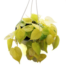 Load image into Gallery viewer, Philodendron, 6in HB, Lemon Lime Heart Leaf