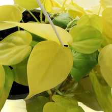 Load image into Gallery viewer, Philodendron, 6in HB, Lemon Lime Heart Leaf