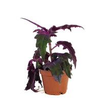Load image into Gallery viewer, Gynura Aurantiaca, 2.5in, Purple Passion