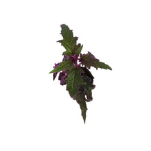Load image into Gallery viewer, Gynura Aurantiaca, 2.5in, Purple Passion