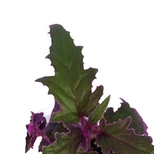 Load image into Gallery viewer, Gynura Aurantiaca, 2.5in, Purple Passion