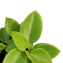 Load image into Gallery viewer, Peperomia, 2.5in, Pixie Lime