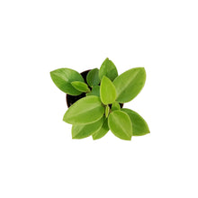 Load image into Gallery viewer, Peperomia, 2.5in, Pixie Lime