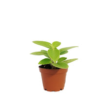 Load image into Gallery viewer, Peperomia, 2.5in, Pixie Lime