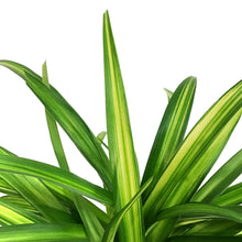 Load image into Gallery viewer, Spider Plant, 6in, Lemon