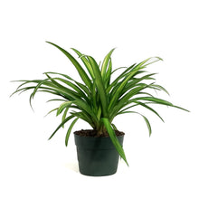 Load image into Gallery viewer, Spider Plant, 6in, Lemon