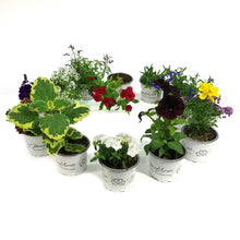 Load image into Gallery viewer, Annual, 3.5in, Mystery Pot, Assorted