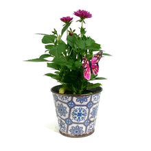 Load image into Gallery viewer, Dahlia, 4in, Cinco De Mayo, Tin, Asst.