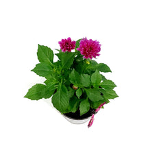 Load image into Gallery viewer, Dahlia, 4in, Cinco De Mayo, Tin, Asst.