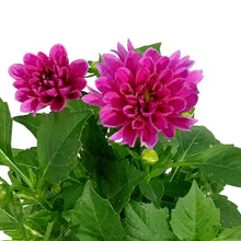Load image into Gallery viewer, Dahlia, 4in, Cinco De Mayo, Tin, Asst.