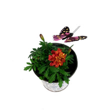 Load image into Gallery viewer, Marigold, 4in, Cinco De Mayo, Tin