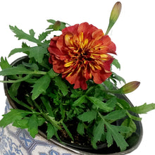 Load image into Gallery viewer, Marigold, 4in, Cinco De Mayo, Tin