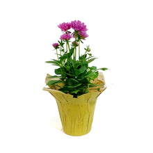 Load image into Gallery viewer, Dahlia, 4in, Cinco De Mayo w/ Pot Cover