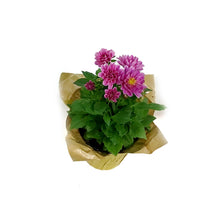 Load image into Gallery viewer, Dahlia, 4in, Cinco De Mayo w/ Pot Cover