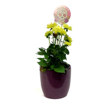 Load image into Gallery viewer, Dahlia, 4in, Cinco De Mayo w/ Ceramic Pot