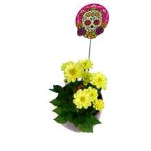 Load image into Gallery viewer, Dahlia, 4in, Cinco De Mayo w/ Ceramic Pot