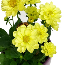 Load image into Gallery viewer, Dahlia, 4in, Cinco De Mayo w/ Ceramic Pot