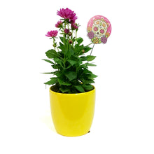Load image into Gallery viewer, Dahlia, 4in, Cinco De Mayo w/ Ceramic Pot