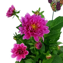 Load image into Gallery viewer, Dahlia, 4in, Cinco De Mayo w/ Ceramic Pot